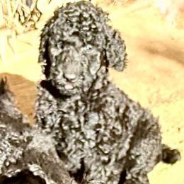 Arthur - Silver male Poodle puppy in Meadowbrook, California from Standard Poodle Pups