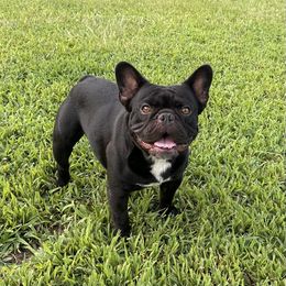 Bourbon - French Bulldog