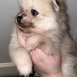Pomeranian Puppies from Whippoorwill Pomeranians
