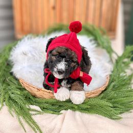 Ember - Sable female Bernedoodle puppy in Buda, Illinois from Hamilton Farm Doodles