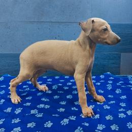 Italian Greyhound and Pekingese Puppies from Oremor's