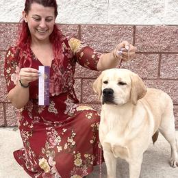 Labrador Retriever Puppies from Flashylabs AKC GRAND CHAMPION SIRED