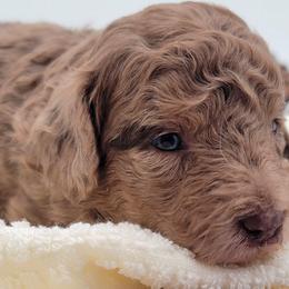 Green - Sable male Aussiedoodle puppy in Byron, Georgia from Southern Olive Doodles 🫒