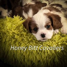 Cavalier King Charles Spaniel Puppies from Honey Bitt Cavaliers