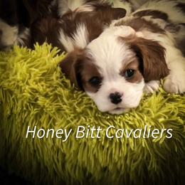Cavalier King Charles Spaniel Puppies from Honey Bitt Cavaliers