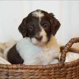 Lily - Brown and white female Bernedoodle puppy in Delta, Pennsylvania from KEE Bernedoodles