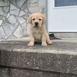 Labrador Retriever Puppies from Whiskey Mountain Labradors