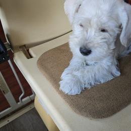 Puppy for sale - Miniature Schnauzer