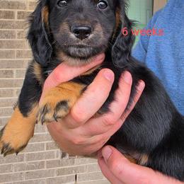 Merle - Black and tan male Dachshund puppy in Kempner, Texas from Russell Farms Dachshund