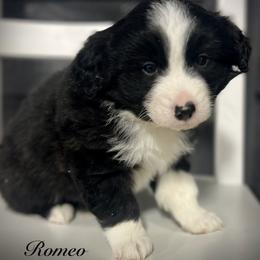 Romeo - Black tri male Miniature Australian Shepherd puppy in St.James, Missouri from Vineyard Ridge Mini Aussies