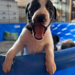 Golden Retriever and Greyhound Puppies from K and E Kennels