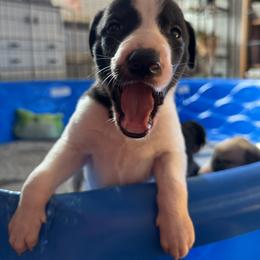 Golden Retriever and Greyhound Puppies from K and E Kennels