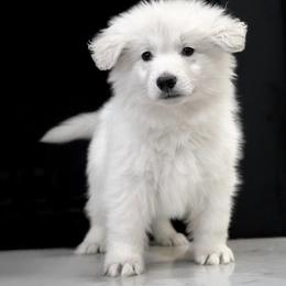 Berger Blanc Suisse Puppies from Moonlight Berger Blanc Suisses