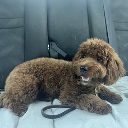 Goldendoodle Puppies from Golden Maxim Kennels