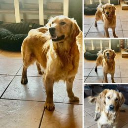 Britney - Golden Retriever