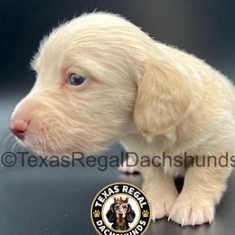 Monet - Cream female Dachshund puppy in Houston, Texas from Texas Regal Dachshunds LLC