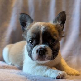 Prince - Fawn and white male French Bulldog puppy in Battle Ground, Washington from Ferguson's Bulldogs