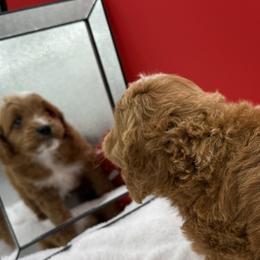 Flint - Red  male Goldendoodle puppy in Wayland, New York from Loris Pampered Pooches💕