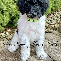 Goldendoodle Puppies from Ohio Down Home Doodles