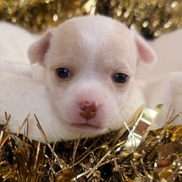 Buttercup - Cream and white female Chihuahua puppy in Palm Coast, Florida from Fiesta Pups