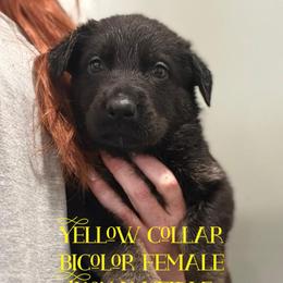 Yellow collar - Bi-color female German Shepherd puppy in Canterbury, Connecticut from Nachtwaechter German Shepherds, LLC