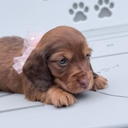 Girl 1 - Red female Dachshund puppy in Richmond, Virginia from Irresistible Dachshunds & Cavaliers