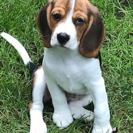 Beagle Puppies from Debra's Beagles