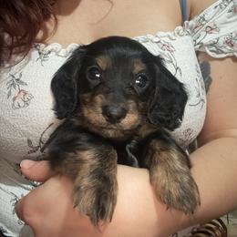 Black collar Mr. Spicy Dill KLARNA AVAILABLE - Black and tan male Dachshund puppy in Hutto, Texas from R.G. Dachshunds