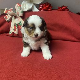 Teeny - Red tri male Miniature Australian Shepherd puppy in Oroville, Washington from High Mountain Aussies