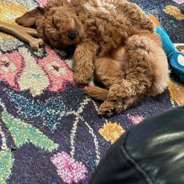 Goldendoodle, Labradoodle, and Poodle Puppies from Cuddles and Curls - NC Doodles