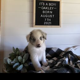 Australian Shepherd Puppies from Ozark Mountain Aussies