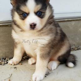 Cavapoo and Pomsky Puppies from Hatz Off Puppies