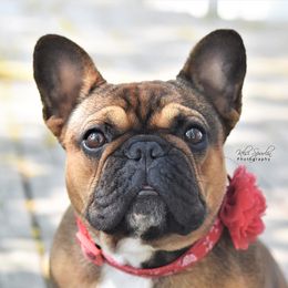 Sassafrass - French Bulldog