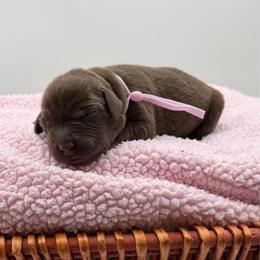 Light pink - Chocolate female Labrador Retriever puppy in Heath Springs, South Carolina from Rich Hill Retrievers