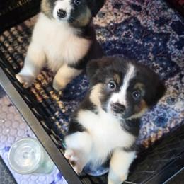 Miniature American Shepherd Puppies from Jem Miniature American Shepherds