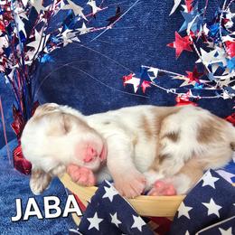 JABA - Red merle male Australian Shepherd puppy in Smithfield, Utah from Invictus Farms