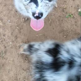 Sunny - Blue merle male Australian Shepherd puppy in Lubbock, Texas from Barn Raised Aussies