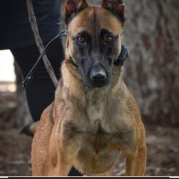 Cobra - Belgian Malinois
