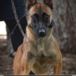 Cobra - Belgian Malinois