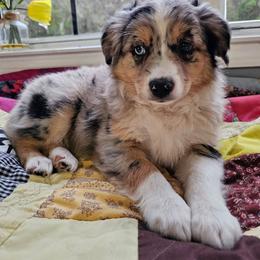 River - Blue merle female Miniature Australian Shepherd puppy in Dunnellon, Florida from Ever After Mini Aussies