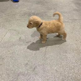 Goldendoodle Puppies from Bear Ridge Doodles