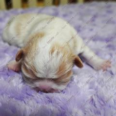 Puppy 1 - Red and white male Japanese Chin puppy in Rapid City, South Dakota from Sakura Japanese Chin