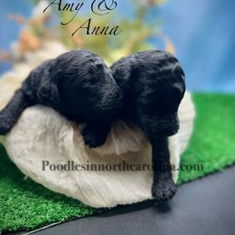 Anna - Silver female Poodle puppy in Greenville, North Carolina from Grace Poodles