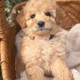 Sam - Red  female Goldendoodle puppy in Zeeland, Michigan from Dandelion Lane Doodles
