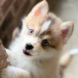 Grace - Wolf sable female Pomsky puppy in Magnolia, Texas from Solace Shelties and Pomskies
