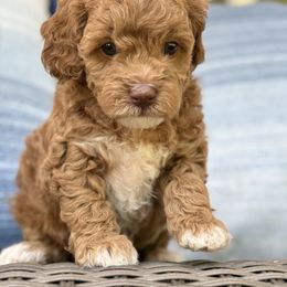 Hazel - Red  Goldendoodle puppy in Gig Harbor, Washington from Nuttall's Goldendoodles