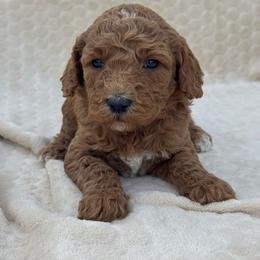 Orange - Red  female Goldendoodle puppy in Lancaster, Kentucky from Dream Paws Puppies, LLC
