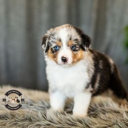 Ranger - Blue merle male Miniature American Shepherd puppy in Tonopah, Arizona from King's Miniature American Shepherds