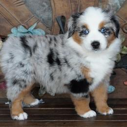 Boy 3 - Blue merle male Miniature Australian Shepherd puppy in Lawton, Oklahoma from Lindsey’s Aussies