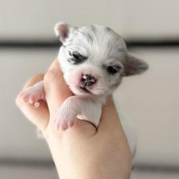 Eddie - Merle male Chihuahua puppy in Harrison, Michigan from Cloud9 Chihuahuas